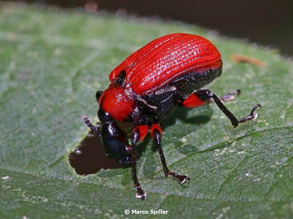 Apoderus coryli a pranzo (Attelabidae)